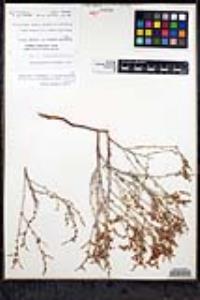 Eriogonum wrightii var. brevifolium image
