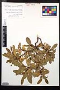 Dodonaea viscosa image