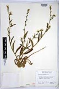 Amsinckia intermedia image