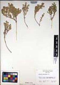 Lepidium lasiocarpum image