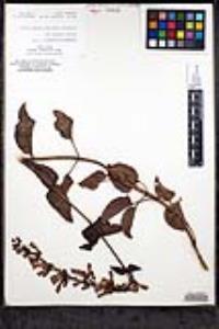 Penstemon clevelandii image