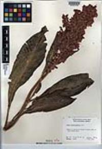 Rumex hymenosepalus image