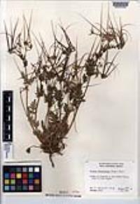 Erodium brachycarpum image