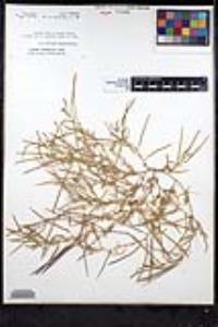 Tropidocarpum gracile image