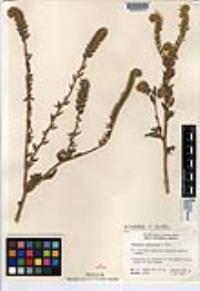 Amsinckia tessellata image