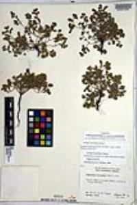 Eremocarya micrantha image