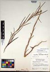 Caulanthus heterophyllus image