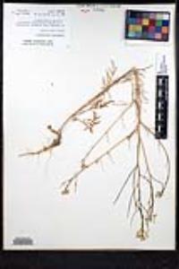 Sisymbrium altissimum image