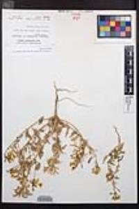 Chylismia claviformis var. peirsonii image
