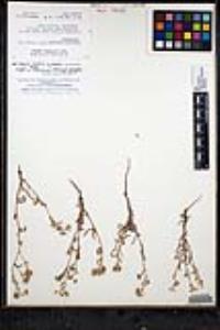 Cryptantha pterocarya f. pterocarya image