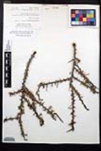 Prunus fasciculata var. fasciculata image