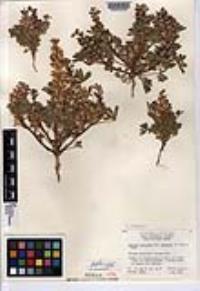 Lupinus concinnus image