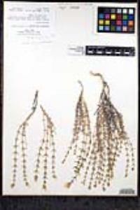 Leptosiphon floribundum image