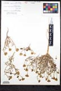 Chaenactis glabriuscula var. glabriuscula image