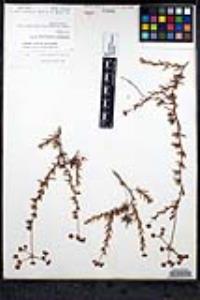 Eriogonum fasciculatum image