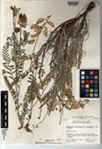 Astragalus trichopodus var. lonchus image