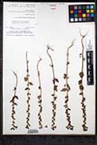 Sairocarpus pusillus image