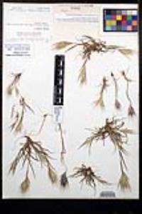 Bromus rubens image