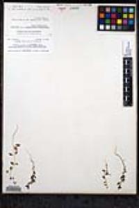 Sairocarpus pusillus image
