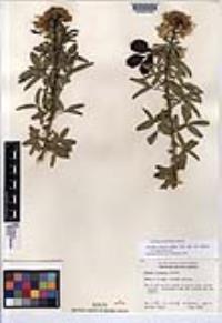 Peritoma arborea var. globosa image