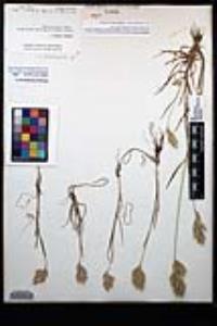 Bromus hordeaceus image