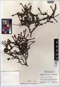 Adenostoma fasciculatum image