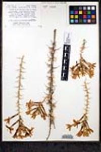 Acanthogilia gloriosa image