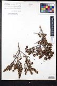 Ceanothus verrucosus image