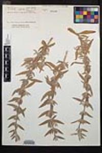 Epilobium canum image