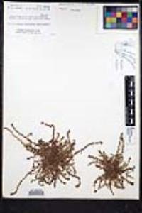 Plagiobothrys leptocladus image