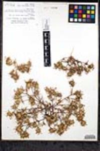 Navarretia hamata subsp. leptantha image