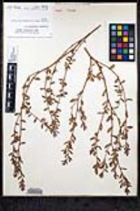 Polygonum aviculare subsp. depressum image