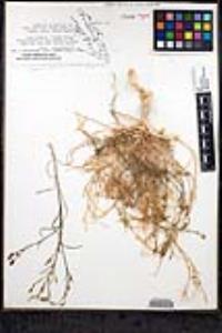 Bryantiella palmeri image