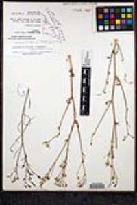 Bryantiella palmeri image