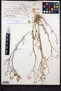 Bryantiella palmeri image
