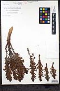 Aphyllon cooperi image