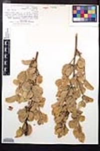 Viscainoa geniculata image