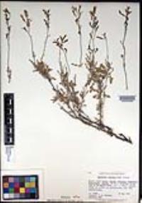 Lyrocarpa coulteri image