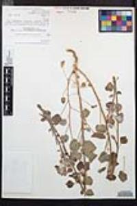 Chylismia cardiophylla image