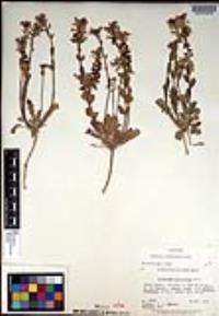 Dithyrea californica image