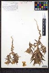 Mohavea confertiflora image