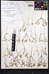 Eremocarya micrantha var. micrantha image