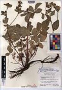 Drymocallis glandulosa var. wrangelliana image