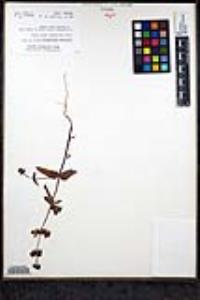 Collinsia heterophylla image