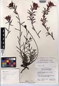 Castilleja subinclusa subsp. subinclusa image