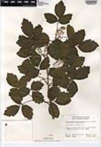 Toxicodendron diversilobum image