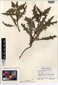Mentzelia micrantha image
