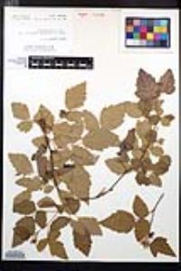 Rubus ursinus image
