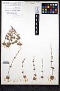 Leptosiphon parviflorus image