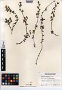 Crossosoma bigelovii image